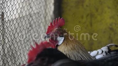 早晨，站在传统的农村谷仓上的金色公<strong>鸡</strong>的头上。 五颜六色的<strong>长尾</strong>凤凰
